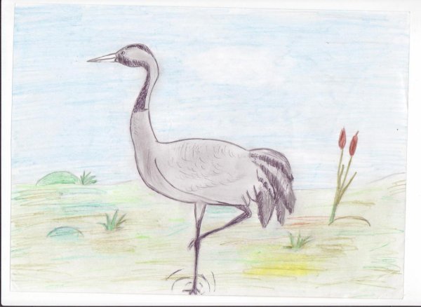 Журавль карандашом