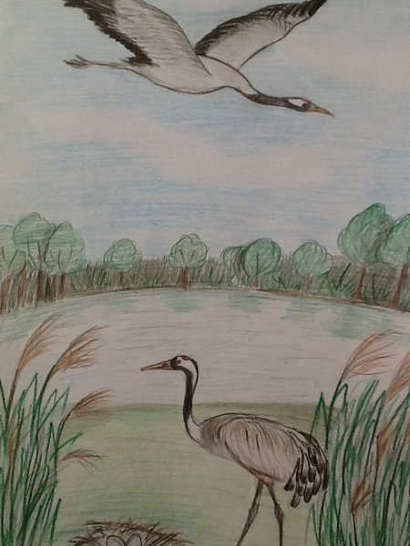 Журавль рисунок карандашом