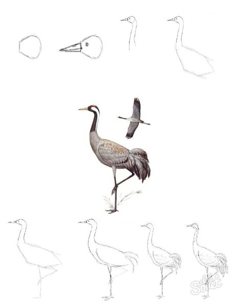 Журавль рисунок карандашом