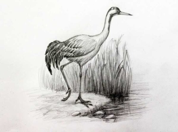 Журавль рисунок для детей