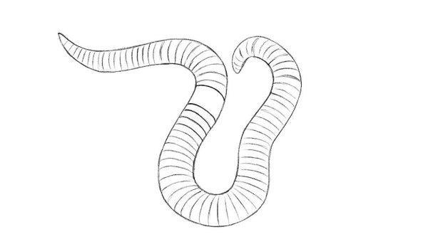 Дождевой червь раскраска