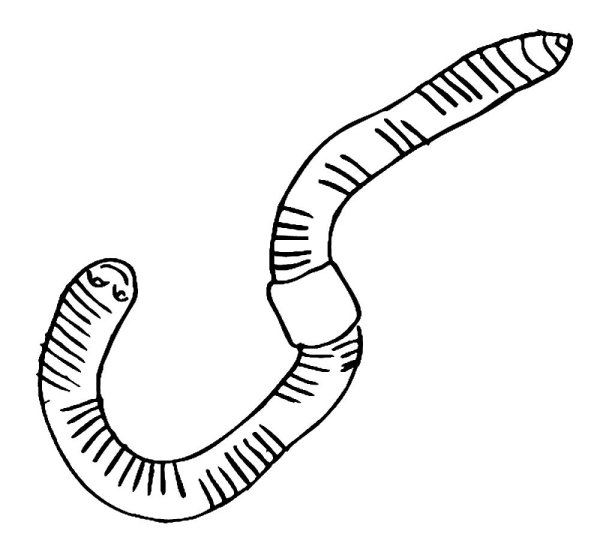 Дождевой червь раскраска