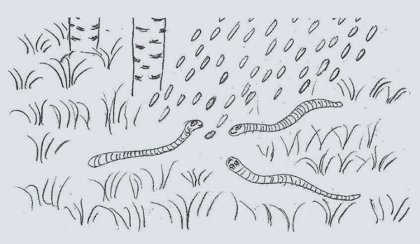 Дождевой червь раскраска