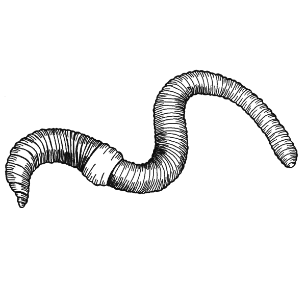 Червяк раскраска