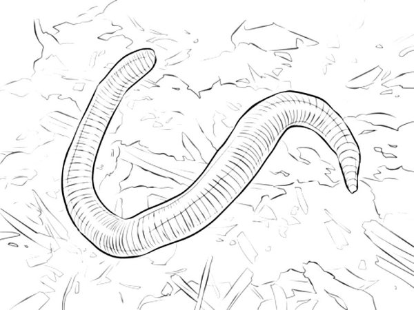 Дождевой червь раскраска