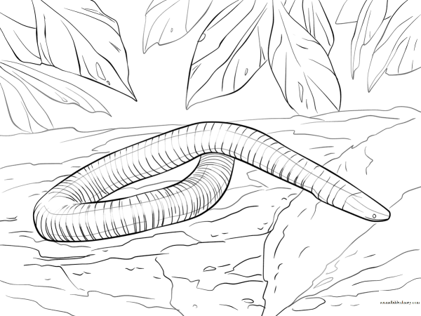 Зарисовка червя