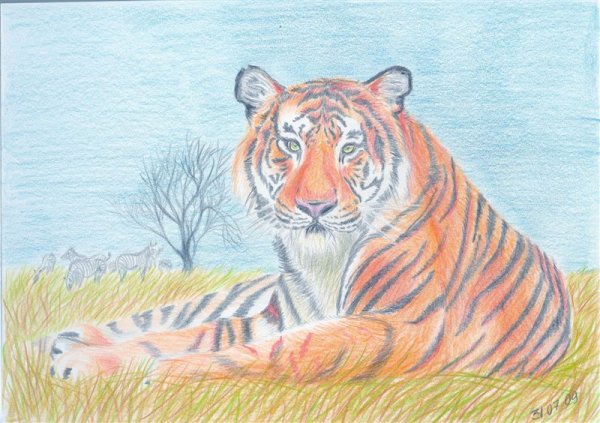 Амурский (Уссурийский) тигр