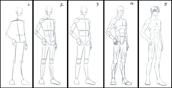 Анатомия человека для рисования для начинающих
