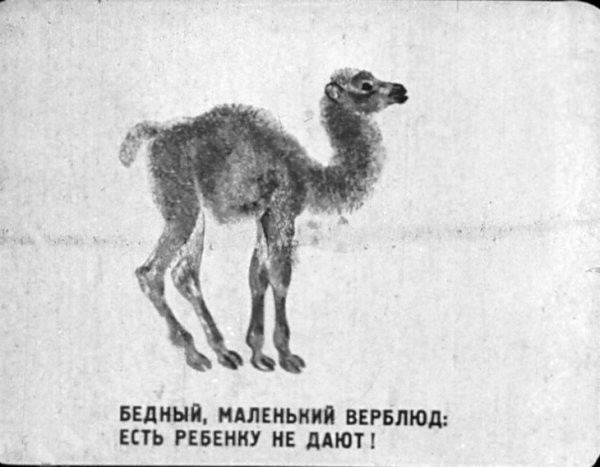 Маршак детки в клетке верблюд