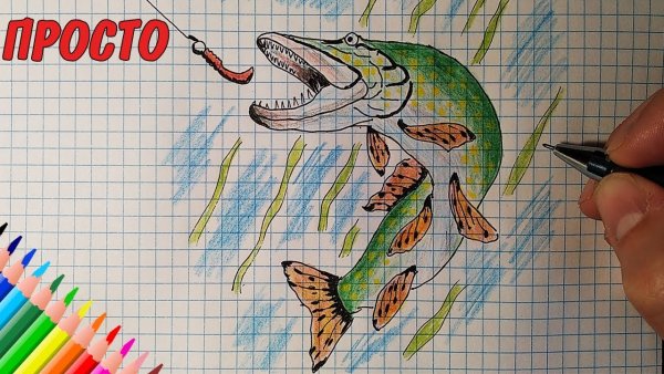 Рисунок щуки простым карандашом