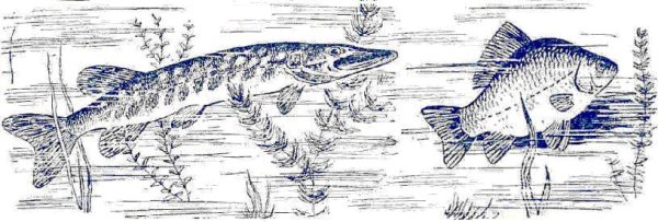 Щука эскиз
