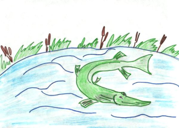 Рыба картина карандашом