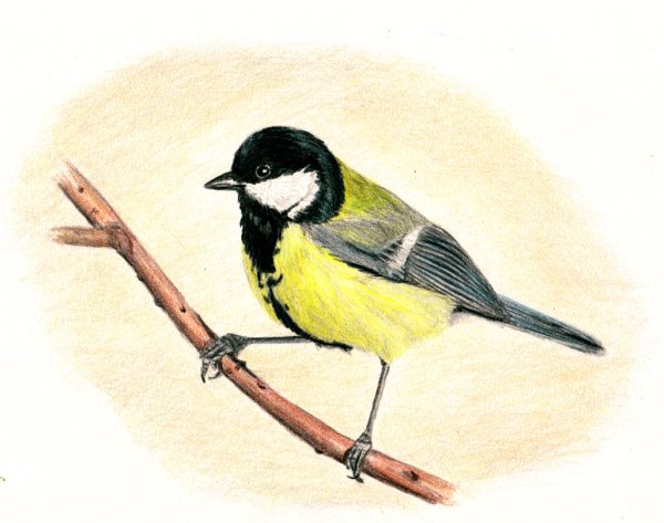 Синичка лазоревка рисунок