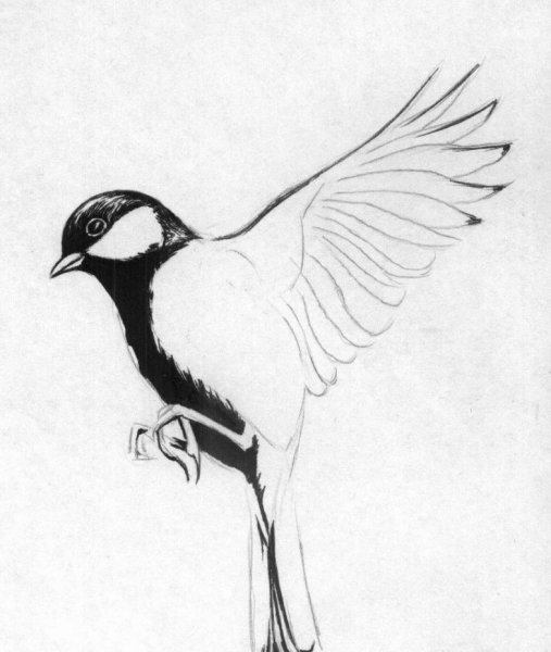 Синица карандашом