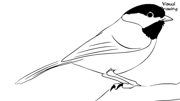 Синица раскраска для детей