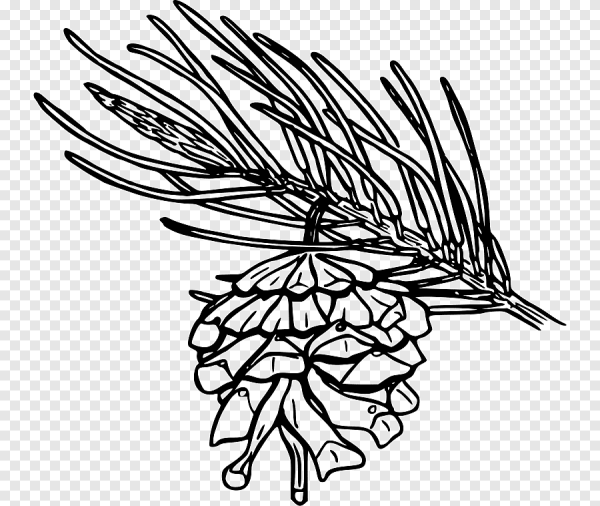 Сосна раскраска