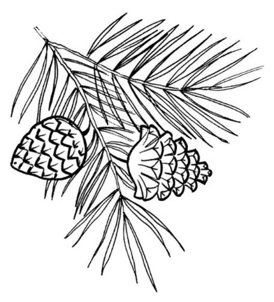 Ветка сосны раскраска