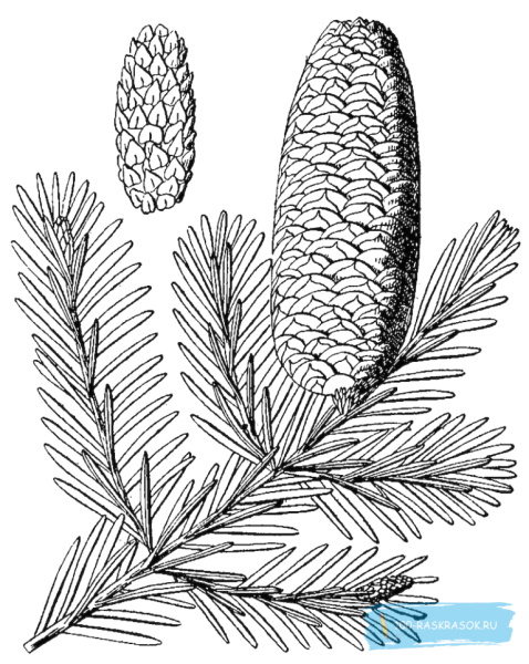 Ель обыкновенная хвоинки