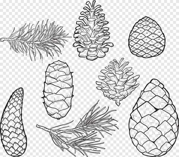 Сосна листья и плоды