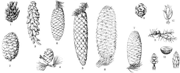 Хвойное дерево карандашом