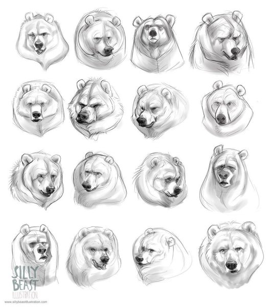 How ti draw Bear