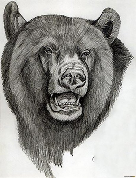 Братец Медвежонок референс