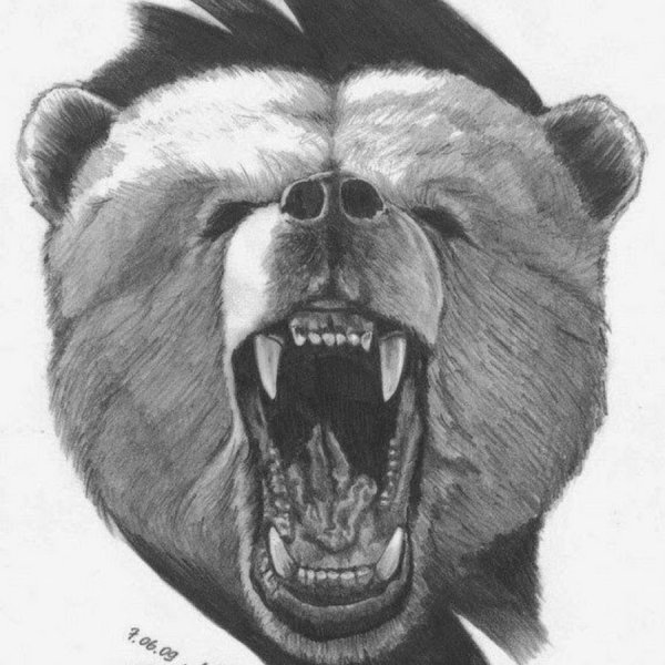 Оскал медведя