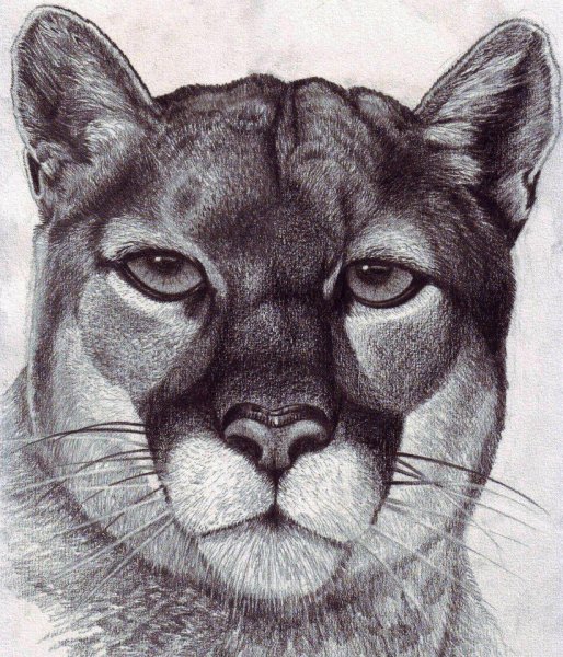 Пума зарисовки