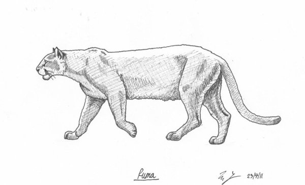 Пума для срисовки