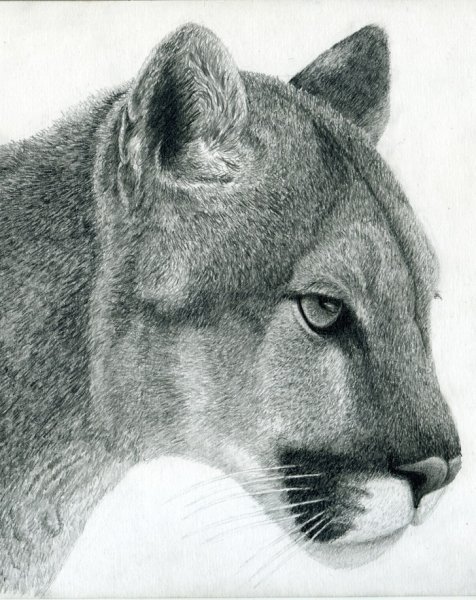 Пума карандашом