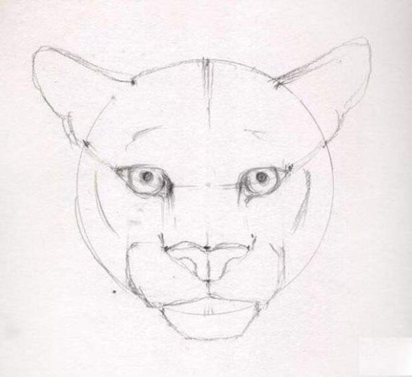Поэтапное рисование Пумы