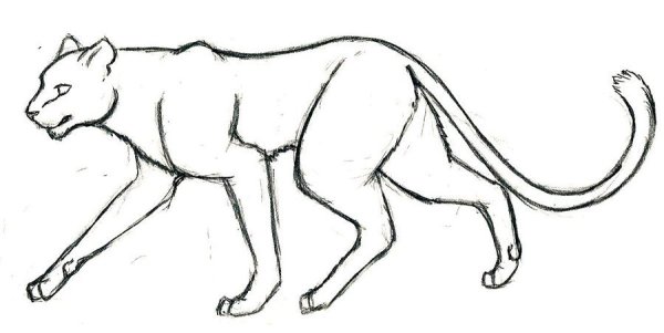 Рисунки зверей карандашом для срисовки