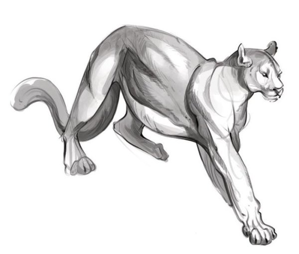 Пума рисунок