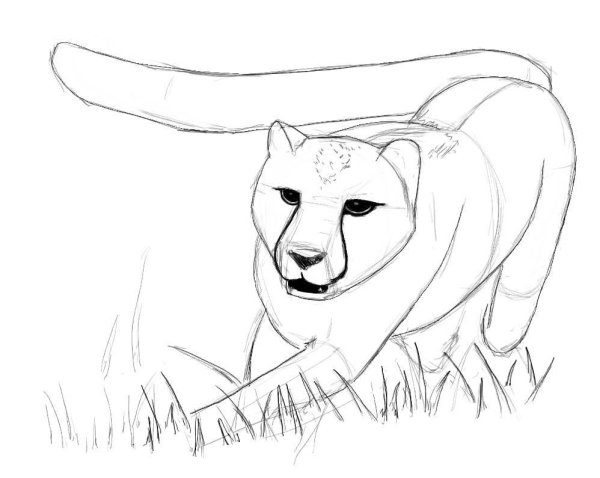 Поэтапное рисование гепарда