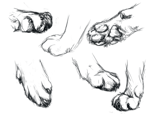 Лапы животных карандашом