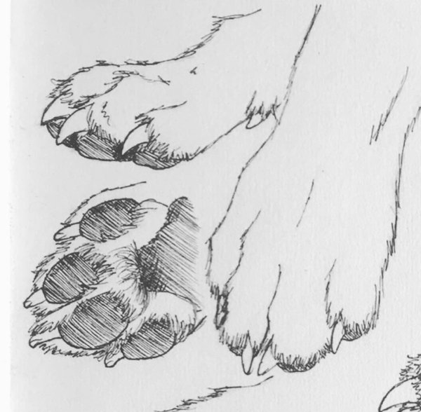 Наброски лап