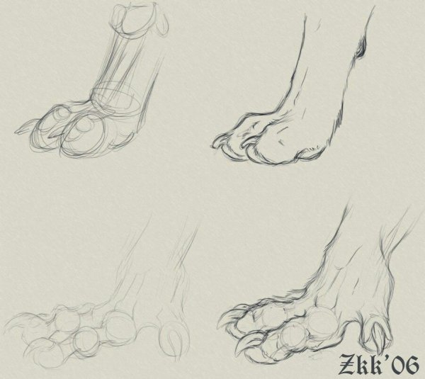 Лапы волка референс