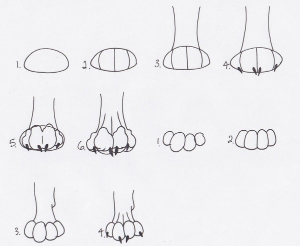 Кошачья лапка сбоку