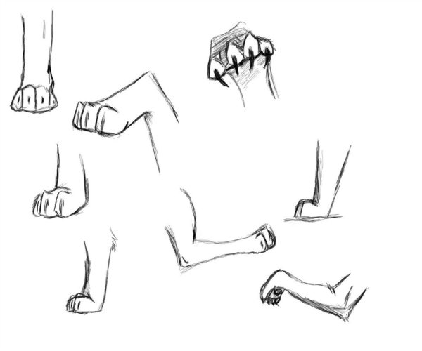 Нарисовать лапу