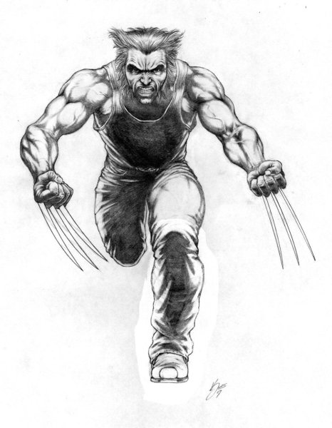 Росомаха рисунок