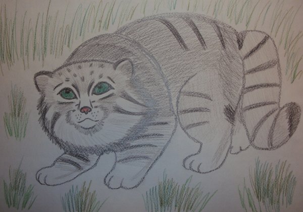 Манул карандашом