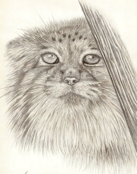 Кот Манул рисунок