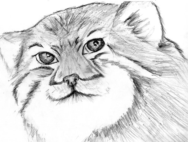 Манул карандашом