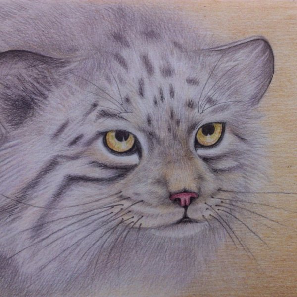 Рисование манула карандашом