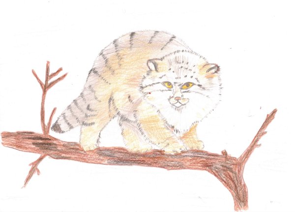 Кот Манул рисунок