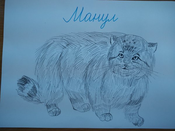 Кот Манул