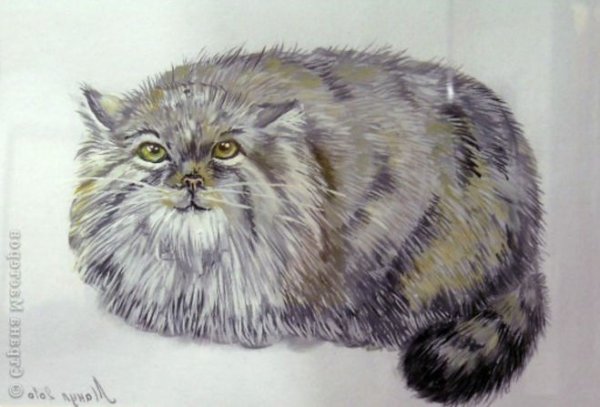 Манул кот пастелью