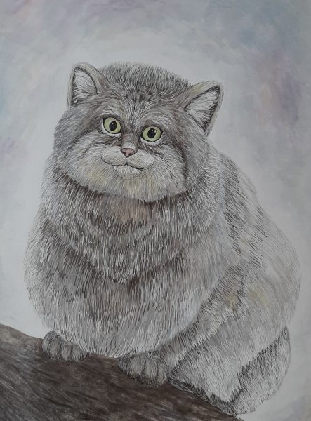 Кот Манул рисунок