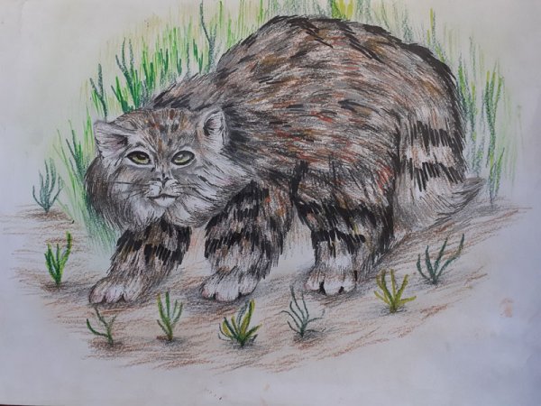 Животные карандашом Манул