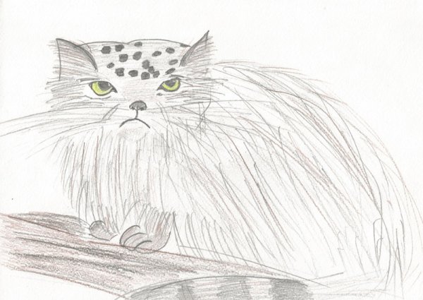 Кот Манул рисунок